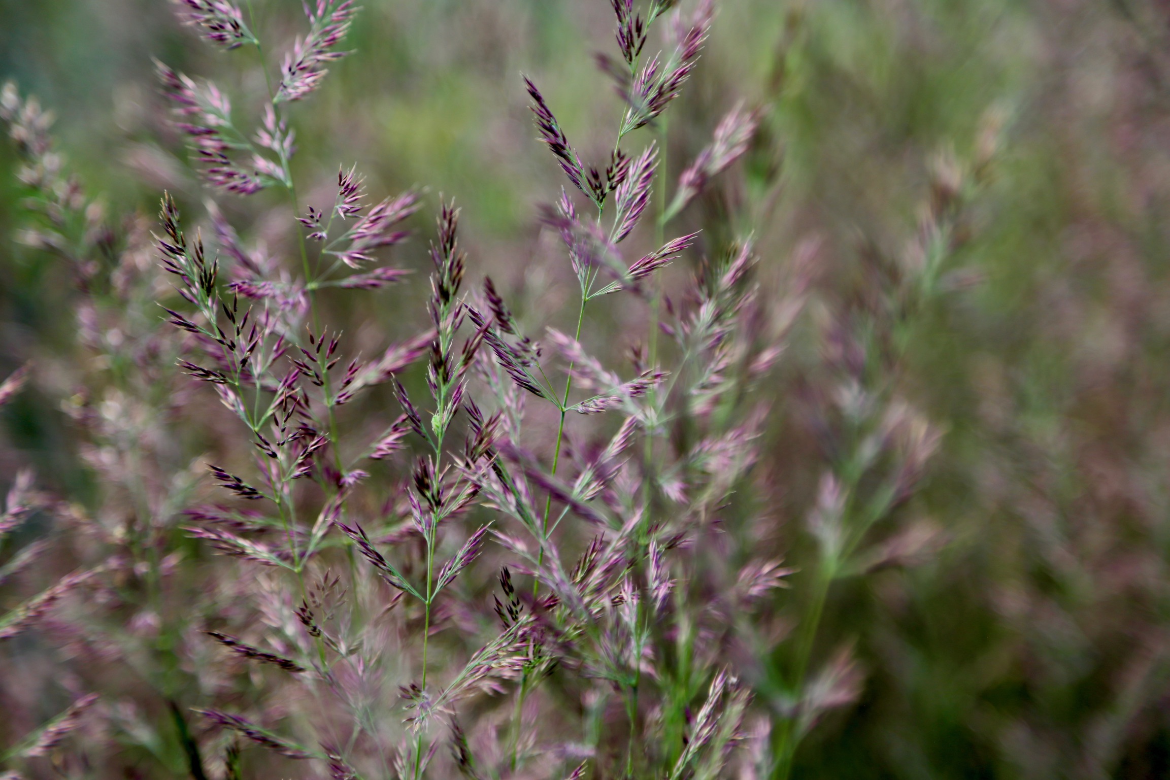 Grasses