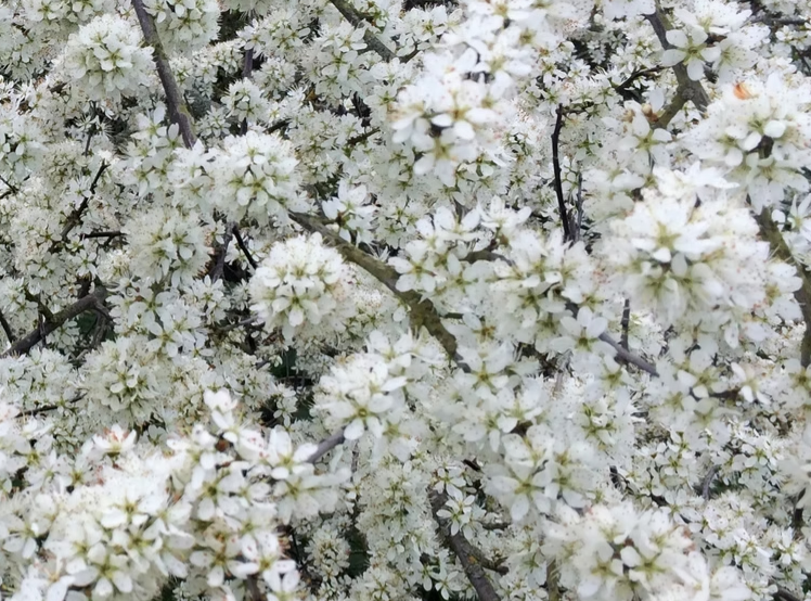 Hedging