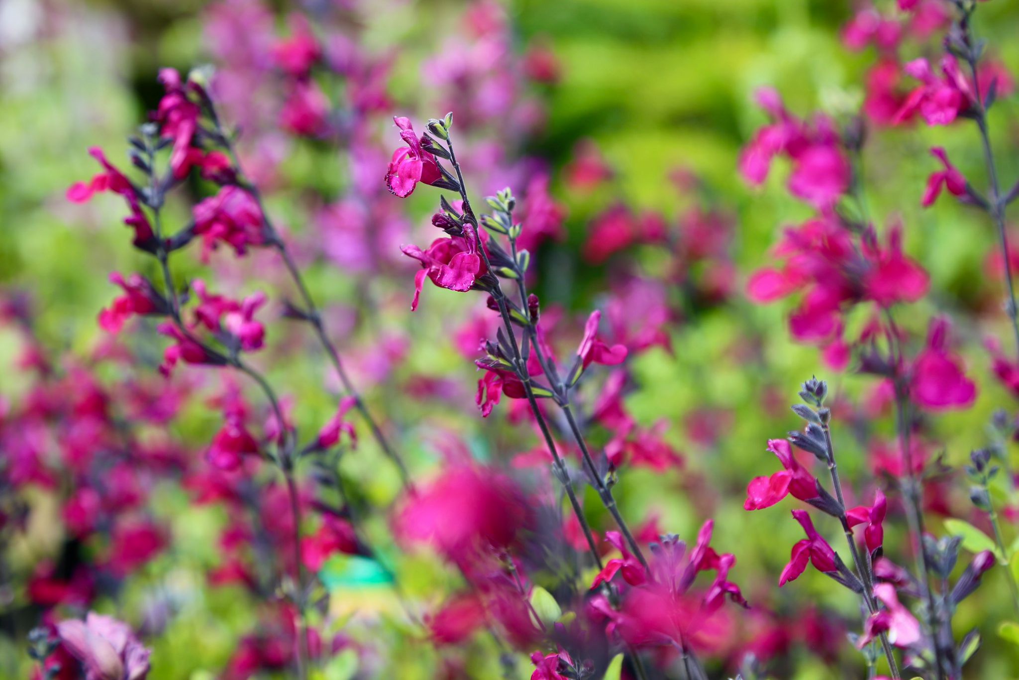 Perennials