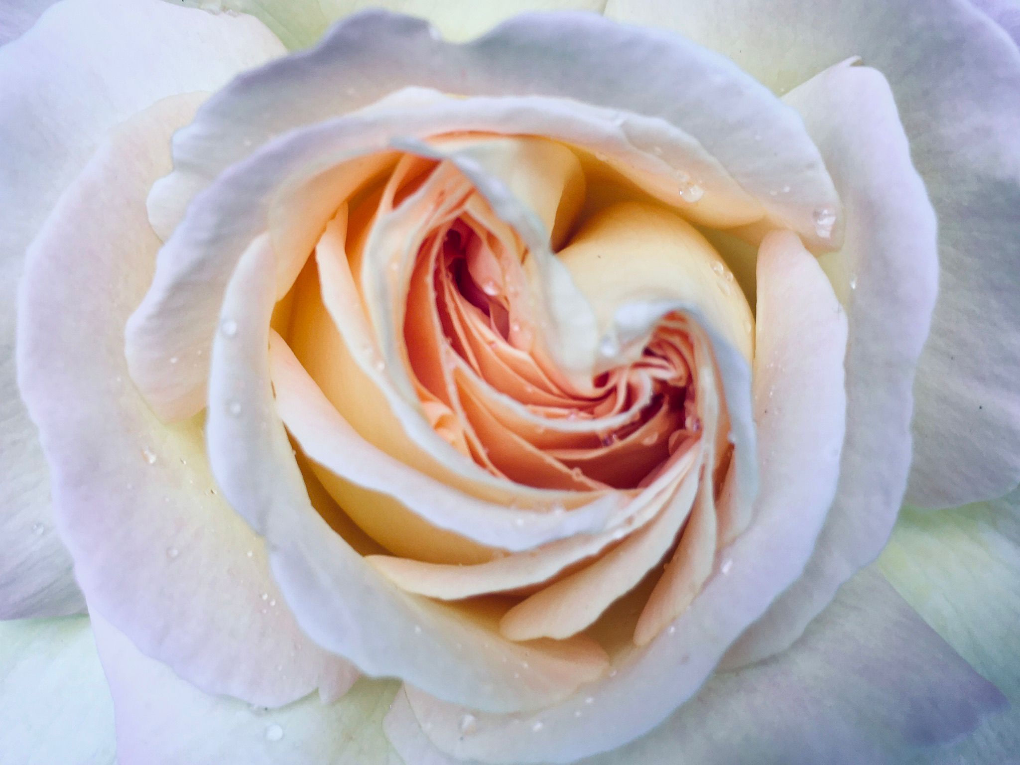 Roses